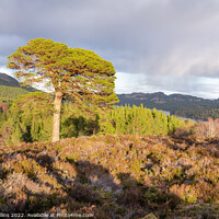Buy canvas prints of Large tree in evening sunlight at the Glen Affric view point, Highlands, Scotland by Dave Collins