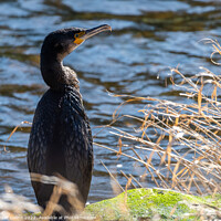 Buy canvas prints of Young cormorant on the bank of the river Teviot in Scotland by Dave Collins