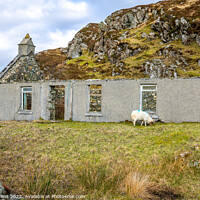 Buy canvas prints of Derelict Cottage with a grazing sheep on the Isle of Harris, Scotland by Dave Collins