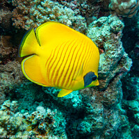 Buy canvas prints of Masked Butterfly fish in the Red Sea, Egypt by Dave Collins