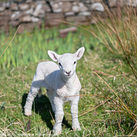 Buy canvas prints of A young Lamb looking at the camera by Dave Collins