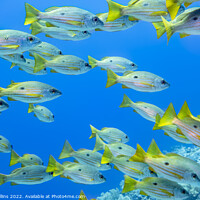 Buy canvas prints of One Spot Snappers in the Red Sea Egypt by Dave Collins