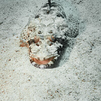 Buy canvas prints of Carpet Flathead (Crocodile fish) in the Red Sea, Egypt by Dave Collins