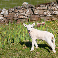 Buy canvas prints of A young Lamb looking at the camera by Dave Collins