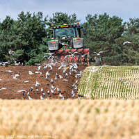 Buy canvas prints of Gulls following the plough by Dave Collins