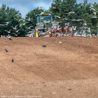 Buy canvas prints of Gulls following a tractor ploughing, Scotland, United Kingdom by Dave Collins