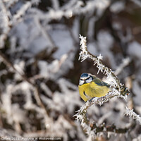 Buy canvas prints of Puffed up Blue Tit on a snow covered tree branches with a blurred background by Dave Collins