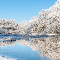 Buy canvas prints of Ice and frost on trees reflected in the River Teviot by Dave Collins