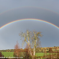 Buy canvas prints of Double Rainbow over Ash Tree in winter in the Scottish Borders United Kingdom by Dave Collins
