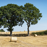 Buy canvas prints of Farmland after Harvest with Hedgerow trees, Scottish Borders, Scotland by Dave Collins
