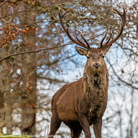 Buy canvas prints of Red Deer Stag in Glen Etive, Scotland by Dave Collins