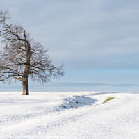 Buy canvas prints of Tree in snow covered farmland, Scottish Borders by Dave Collins
