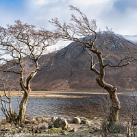 Buy canvas prints of Gnarled Trees on the west bank of Loch Etive in the Highlands, Scotland by Dave Collins