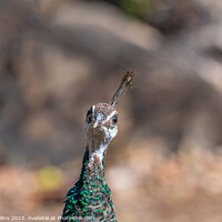 Buy canvas prints of Female Peafowl - Pea Hen (Close up portrait), Poole, England by Dave Collins
