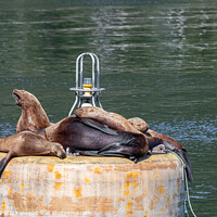 Buy canvas prints of Outdoor Steller Sea lions resting and calling on a mooring buoy in Price William Sound, Alaska, USA by Dave Collins