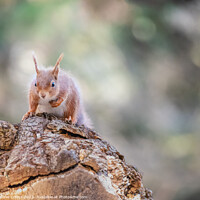 Buy canvas prints of Red Squirrel, Dorset, England by Dave Collins