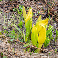 Buy canvas prints of Western Skunk Cabbage plant in flower in Valdez, Alaska, USA by Dave Collins