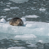 Buy canvas prints of Harbour Seal on a growler (small iceberg) in an ice flow in College Fjord, Alaska, USA by Dave Collins