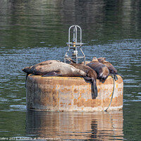 Buy canvas prints of Steller Sea lions resting on a mooring buoy in Price William Sound, Alaska, USA by Dave Collins