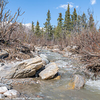 Buy canvas prints of Savage River Tributary in Denali National Park in Alaska, USA by Dave Collins