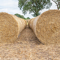 Buy canvas prints of Hay bales lined up after the harvest in the UK by Dave Collins