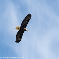 Buy canvas prints of Bald Eagle in Flight, Petersburg, Alaska, USA by Dave Collins