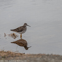 Buy canvas prints of Yellowlegs wading bird in Pippin Lake, Alaska, USA by Dave Collins