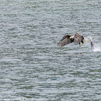 Buy canvas prints of Bald Eagle in Flight with a dropped fish behind, Petersburg, Alaska, USA by Dave Collins