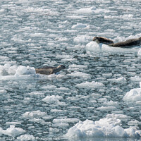 Buy canvas prints of Harbour Seals on an ice flow in its natural environment, College Fjord, Alaska, USA by Dave Collins