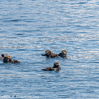 Buy canvas prints of Bevy (group) of Sea Otters on the surface in Prince William Sound, Alaska, USA by Dave Collins