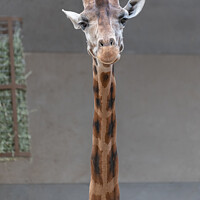 Buy canvas prints of Giraffe portrait inside a shed at Edinburgh Zoo, Edinburgh, Scotland by Dave Collins