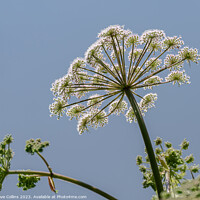 Buy canvas prints of Common Hogweed Flower head from underneath in the United Kingdom by Dave Collins