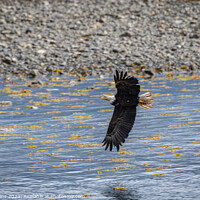 Buy canvas prints of Bald Eagle in Flight, Sitka, Alaska, USA by Dave Collins