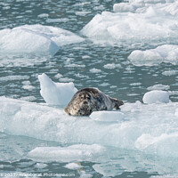 Buy canvas prints of Outdoor Harbour Seal on a growler (small iceberg) in an ice flow in College Fjord, Alaska, USA by Dave Collins