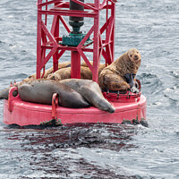 Buy canvas prints of Steller Sea lions resting and calling on a Shipping Light Buoy in Sitka, Alaska, USA by Dave Collins