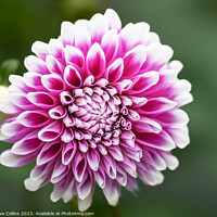 Buy canvas prints of Pompon Ball Dahlia Flower in bloom by Dave Collins