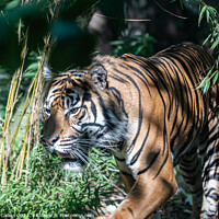 Buy canvas prints of Sumatran tiger in dappled light at Edinburgh Zoo, Edinburgh, Scotland by Dave Collins