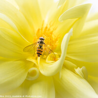 Buy canvas prints of Hover fly on a yellow dahlia by Dave Collins