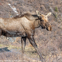 Buy canvas prints of Alaska moose on the Savage River Trail in Denali National Park, Alaska, USA by Dave Collins