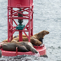 Buy canvas prints of Steller Sea lions resting and calling on a Shipping Light Buoy in Sitka, Alaska, USA by Dave Collins