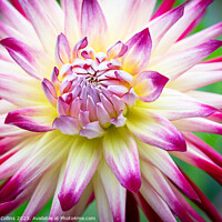 Buy canvas prints of White and Purple Cactus dahlia Flower in bloom by Dave Collins