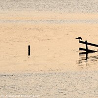 Buy canvas prints of Silhouette of a bird on a fence during high tide in the Wash, England by Dave Collins