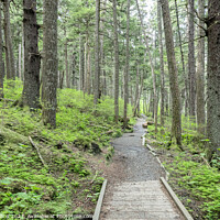 Buy canvas prints of Footpath through Woodland in the Chilkat State Park, Haines, Alaska, USA by Dave Collins