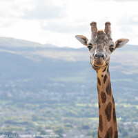 Buy canvas prints of Giraffe portrait at Edinburgh Zoo by Dave Collins