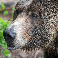 Buy canvas prints of Grizzly bear in the rain at the  Grouse Mountain Wildlife Refuge, Vancouver, Canada by Dave Collins