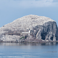 Buy canvas prints of Bass Rock Lighthouse and Nature Reserve in the Firth of Forth, Bass Rock, Scotland by Dave Collins