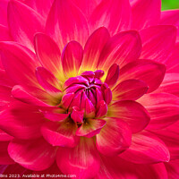Buy canvas prints of Vibrant pink Waterlily dahlia in bloom by Dave Collins
