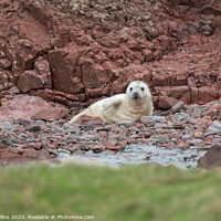 Buy canvas prints of Grey Seal pup on the rocky beach at St Abbs Head, Scotland, UK by Dave Collins