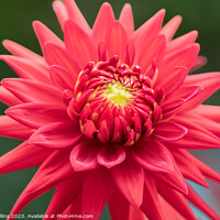Buy canvas prints of Cactus dahlia Flower in bloom by Dave Collins