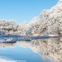 Buy canvas prints of Reflections of snow covered trees in the River Teviot, Scottish Borders, United Kingdom by Dave Collins